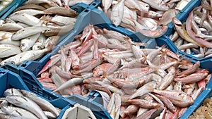 Fresh fish laid out at a market Ken burns effect