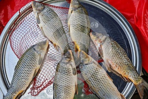 Fresh fish from lake or river