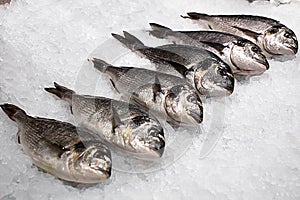 Fresh fish in large chunks of ice
