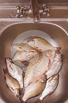 Fresh fish lie in the sink before gutting and cleaning