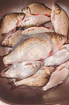 Fresh fish lie in the sink before gutting and cleaning