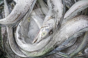 Fresh Fish at Long Hai fish market