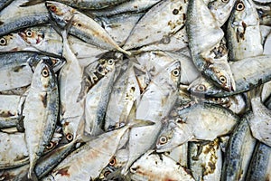 Fresh Fish at Long Hai fish market