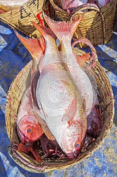 Fresh Fish at Long Hai fish market