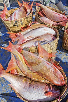 Fresh Fish at Long Hai fish market