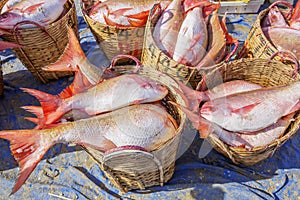 Fresh Fish at Long Hai fish market