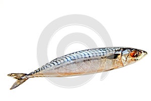 Fresh fish mackerel on a white background, isolated.ÃÅ½