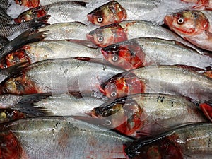 Fresh fish in the market