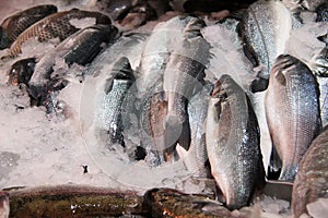 Fresh fish photo