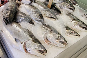 Fresh Fish Market