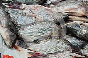 Fresh fish in the market.