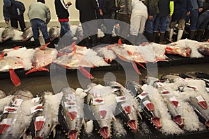 Fresh fish at the daily market auction