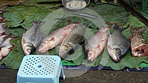 fresh fish from the market in battambang in cambodia