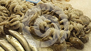 Fresh fish in the market of Chania