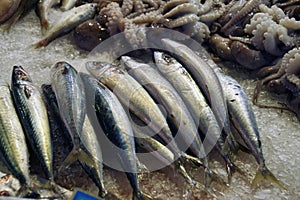 Fresh fish in the market of Chania