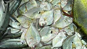 Fresh fish on a market counter in Vietnam. A large number is fresher than fish on iron supports. Vietnam. cutting fish