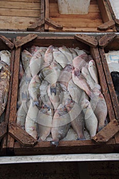 Fresh fish at the market