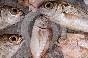 Fresh fish at the market in the freezer.