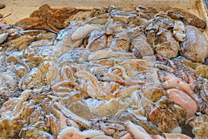 fresh fish market in southern Italy