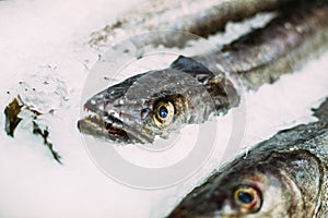 Fresh fish merluza or hake on ice on market store shop.