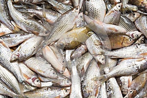 Fresh fish from natural water