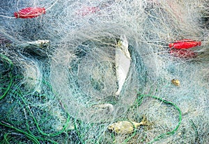 Fresh Fish in nets at Long Hai fish market
