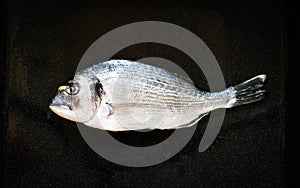 Fresh Fish Orata Over a Black stone with vegetables