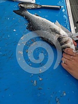 The fresh fish is professionally cleaned under running water by a fishmonger