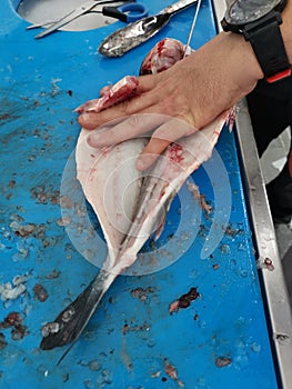 The fresh fish is professionally cleaned under running water by a fishmonger