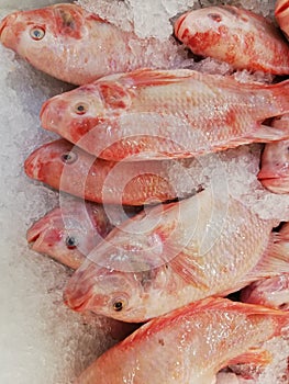 Fresh fish ready for sell at market.