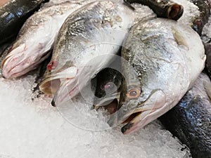 Fresh fish ready for sell at market.