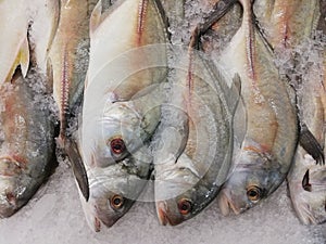 Fresh fish ready for sell at market.