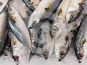 Fresh fish ready for sell at market.