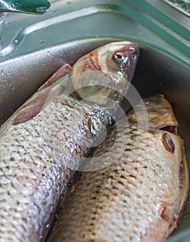 Fresh fish ready to cook, washing fish