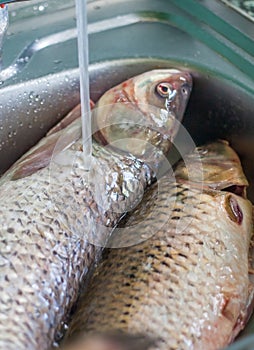 Fresh fish ready to cook, washing fish