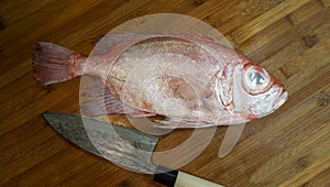 Fresh Fish, Red Big Eye Snapper ready to process for cooking