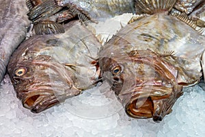 Fresh fish for sale