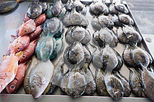 Fresh fish for sale at Apia Seafood Market in Samoa, South Pacific photo