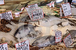 Fresh fish for sale in a farmers market. The fish is laid out in ice, and labled