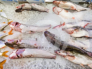 Fresh fish for sale at frozen seafood stall in supermarket