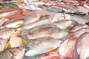 Fresh fish on sale at a Hong Kong wet wet market