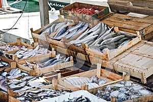 Fresh fish on sale on the marke photo