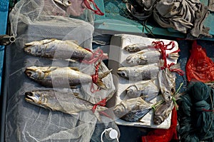 Fresh fish for sale photo