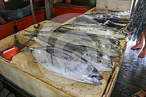 Fresh fish for sale. Tuna and Dorado dolphin fish also known as mahi-mahi or Coryphaena Hippurusl on the countertop at the fish photo