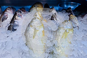 Fresh fish for sale. A variety of freshly caught fishes displayed on ice, typical in supermarket or wet market.