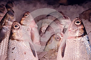 Fresh fish for sale. A variety of freshly caught fishes displayed on ice, typical in supermarket or wet market