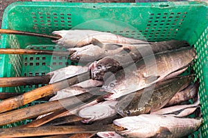 Fresh fish for Salt-Crusted Grill