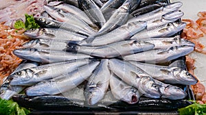 Fresh fish Sea bass and seafood on ice at the fish market