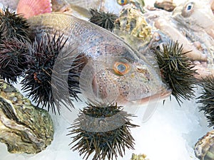 Fresh fish and sea urchins in the seafood restaurant in Italy