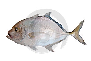 Fresh fish from the sea on white background, Healthy foods background